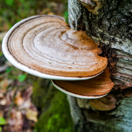 The Magic of Medicinal Mushrooms Goddess Provisions